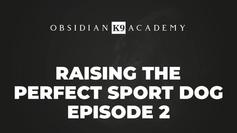 Raising The Perfect Sport Dog – Episode 2