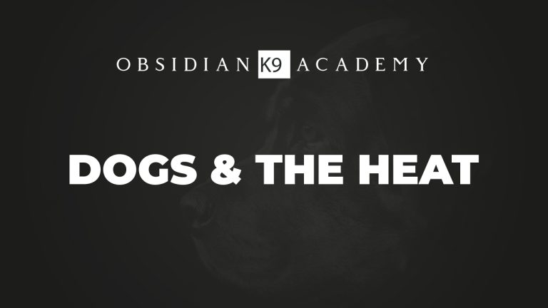 Dogs & The Heat