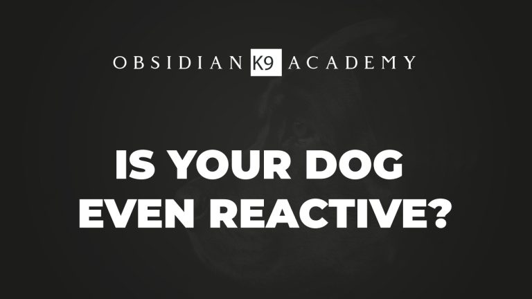 Is Your Dog Even Reactive?