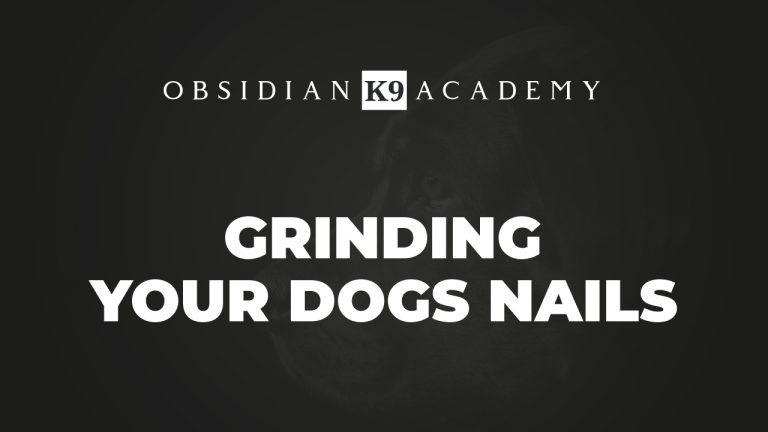 Grinding Your Dogs Nails