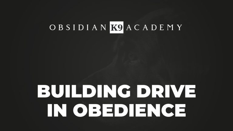 Building Drive In Obedience