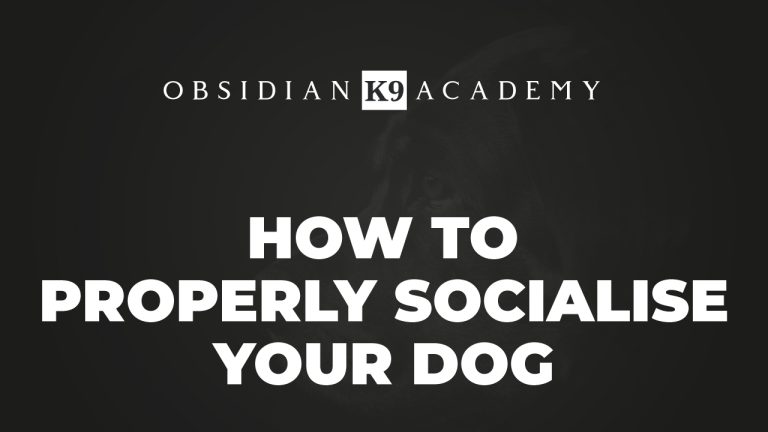 How to Properly Socialise Your Dog