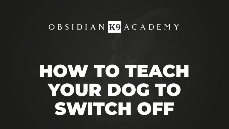 How To Teach Your Dog To Switch Off