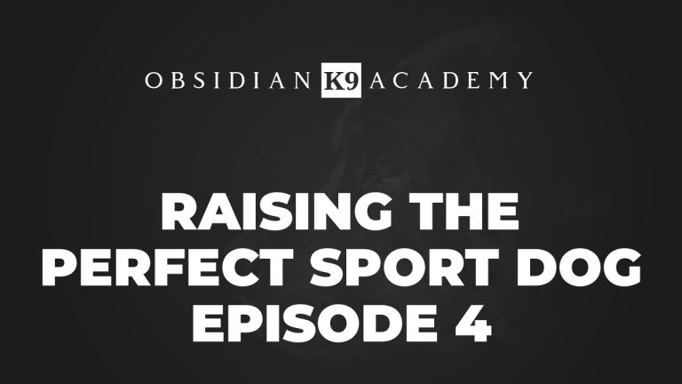 Raising The Perfect Sport Dog – Episode 4