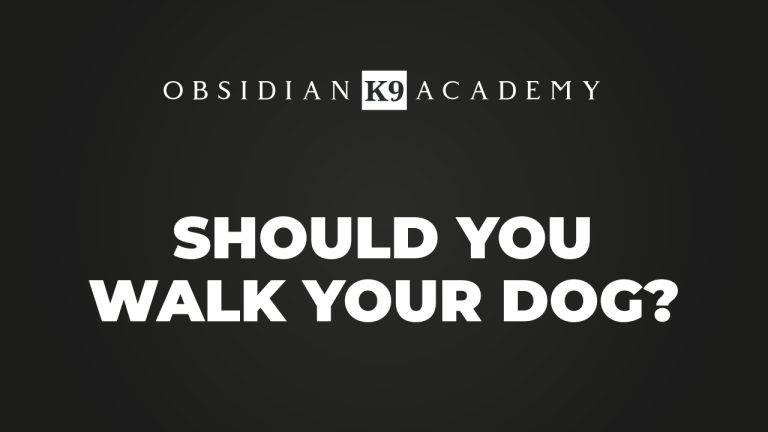 Should You Walk Your Dog?