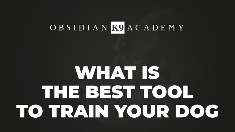 What Is The Best Tool To Train Your Dog