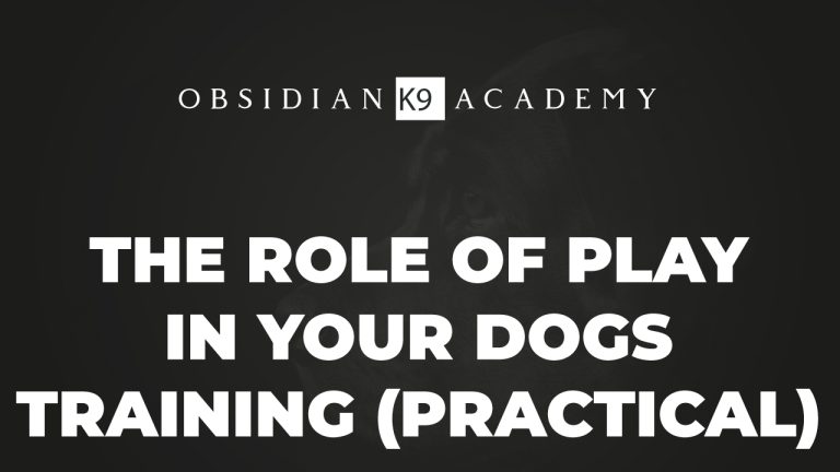 The Role Of Play In Your Dogs Training (Practical)