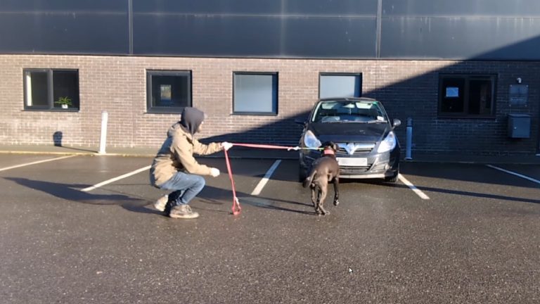 Teaching Leash Pressure