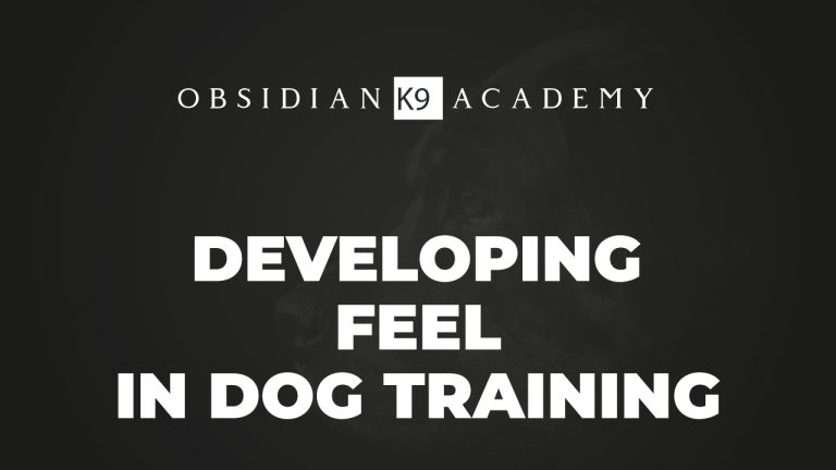 Developing Feel In Dog Training